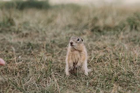 Whiskered Encounters Stock Photos