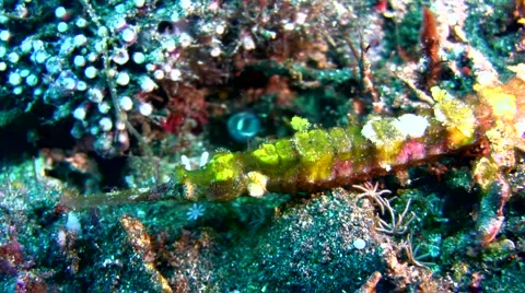 Whiskered pipefish (Halicampus macrorhynchus) 2 Stock Footage 6872513