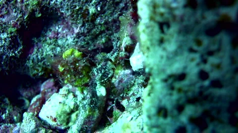 Whiskered pipefish (Halicampus macrorhynchus) Stock Footage 6872077