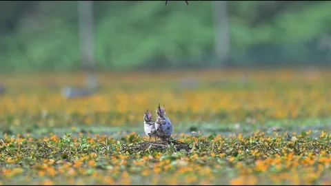 Whiskered Tern Bird Flying to Feed Hungry Chicks in Flowery Marsh Nest Stock Footage 330923724