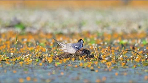 Whiskered Tern Bird Nurturing Chicks in Floating Nest Among Yellow Wildflowers 스톡 동영상 330923867