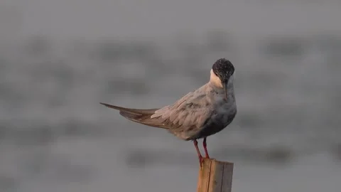 Whiskered Tern Bird Perching on Bamboo Pole with Soft Water Background Видео 328440379