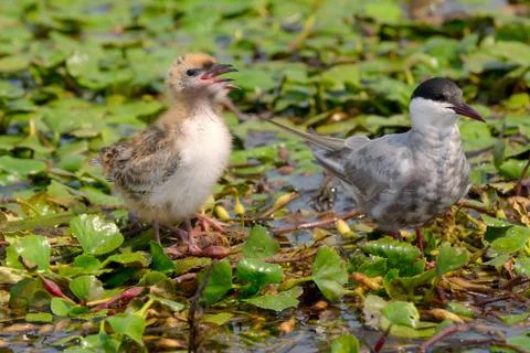 The whiskered tern. birds with chicks Stock Photos