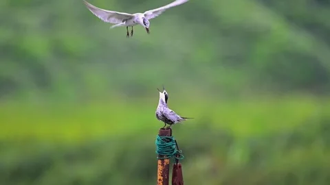 Whiskered Tern Birds Interaction One Flying and One Perching on Post Stock Footage 330858813