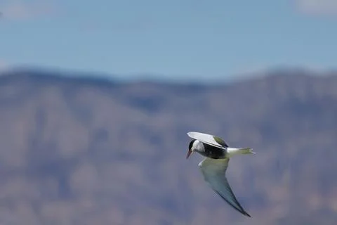 Whiskered Tern in flight with mountainous background Stock Photos