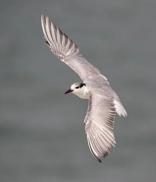 Whiskered Tern in flight Stock Photos
