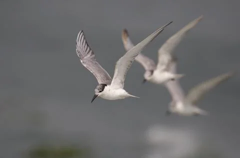Whiskered Tern in flight Stock Photos