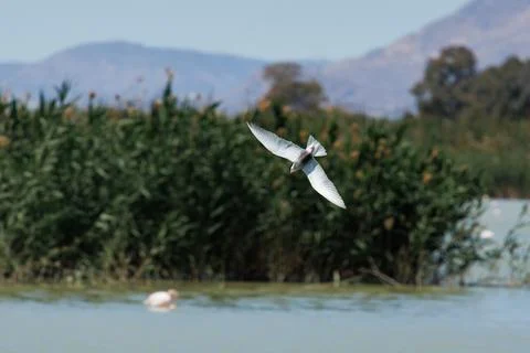 Whiskered Tern in flight searching for food over the wetland Stockfoto's