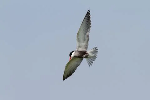 Whiskered tern in flight with spread wings ( Clidonias hybridus ) Stock Photos