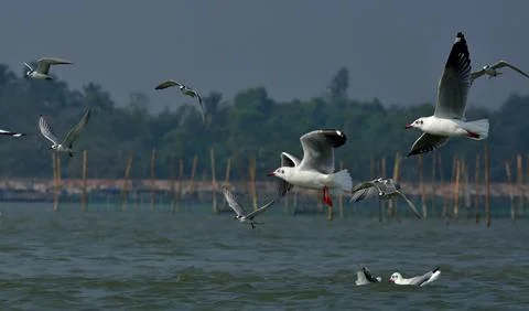 The whiskered tern ,gull Stock Photos