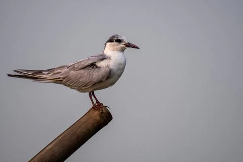 Whiskered Tern Stock Photos