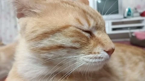 Whiskered Zen - A Cat in Contemplation Stock Footage 271152634