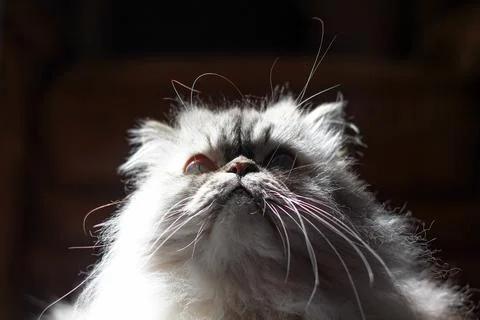 Whiskers of Wisdom Foto stock