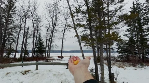 Whiskyjack feed2 Stock Footage 275294788