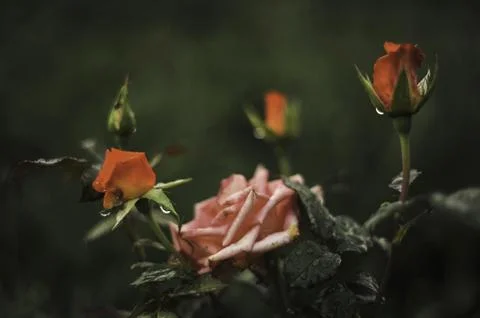 Whisper of Blossoms Фото