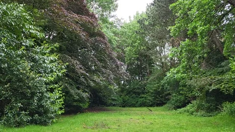 The Whisper of the Forest Stock Footage 310110650