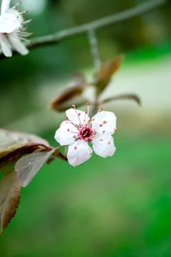 A Whisper of Spring Stock Photos