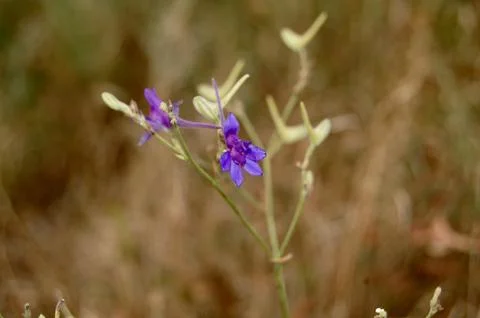 Whisper of Violet Foto stock