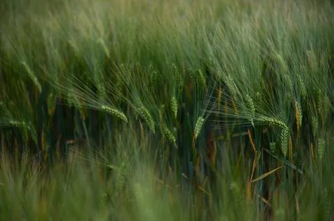 Whisper of the Wind Stock Photos