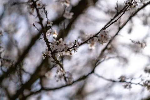 Whispering Blossoms of Spring 写真素材