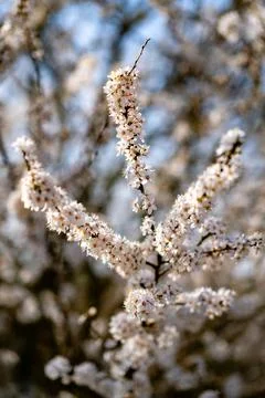 Whispering Branches of Spring 写真素材