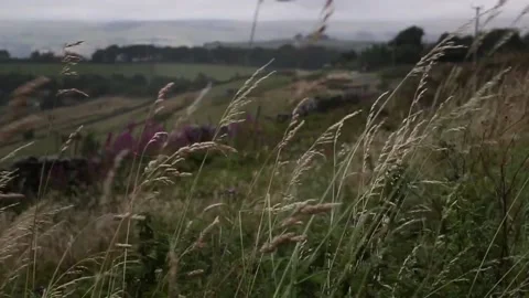 Whispering Grass Stock Footage 202323352