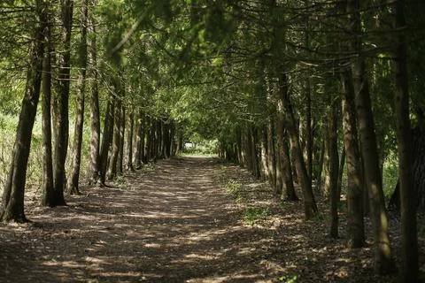 Whispering Grove Фото