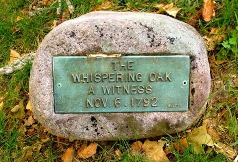 Whispering oak 写真素材