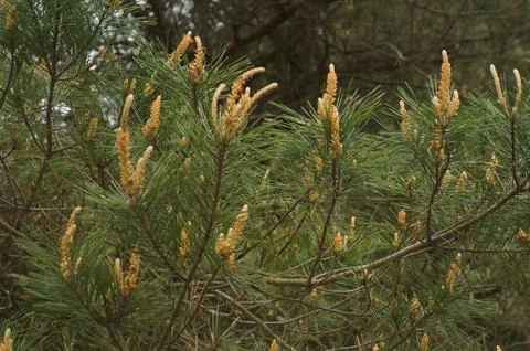 Whispering Pine Stock Photos