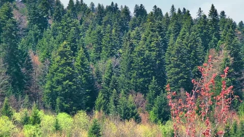 Whispering Pine Trees Stock Footage 292328083