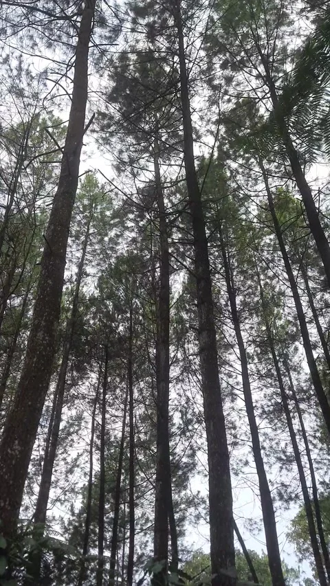 Whispering Pines: A Forest Canopy View Stock Footage 311447026
