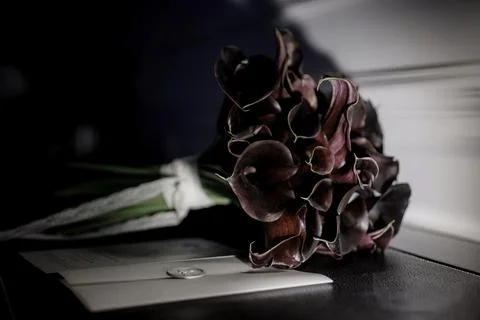 Whispering Shadows Stock Photos