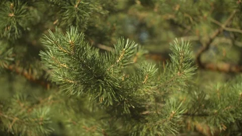 Whispering Spruce Branches in the Forest Embrace, A Symphony of Evergreen Stock Footage 257765631