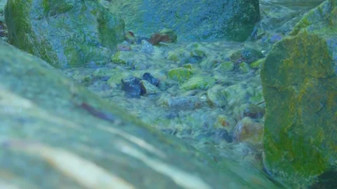 Whispering Stream: Gentle Flow Over Mossy Stones Stock Footage 282081721