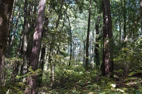 Whispering Trees Stock Photos