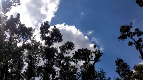 Whispering Treetops Under the Blue Sky 스톡 동영상 341799586