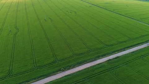 Whispering Waves of Grain: A Captivating Aerial Journey Through Wind-Kissed Cere Stock Footage 244170528