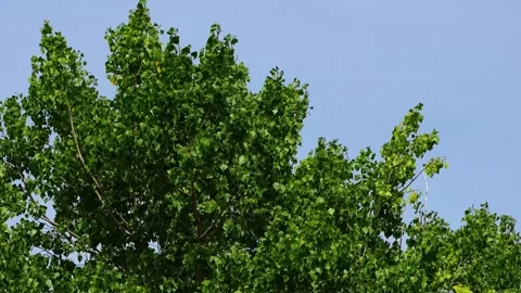 Whispering Wind in Leafy Branches: A Stunning 8K Timelapse of Green Foliage Stock Footage 251832093