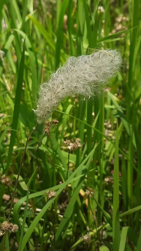 Whispering Winds Through the Grass. 库存影片 335086873