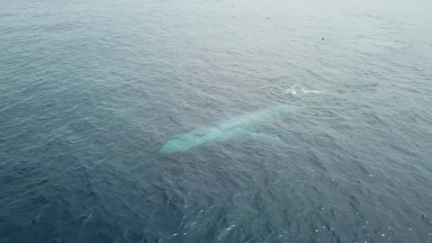 Whispers beneath waves Aerial view of Beluga Whales Delphinapterus leucas Video stock 315747981