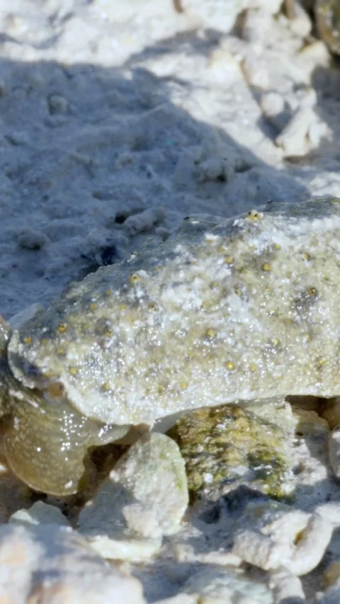 Whispers Beneath the Waves Encounter Hermit Crab in the Philippines Stock Footage 327015347