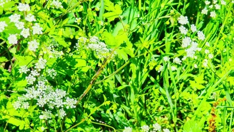 Whispers of Blooming Nature Stock-Footage 296464403