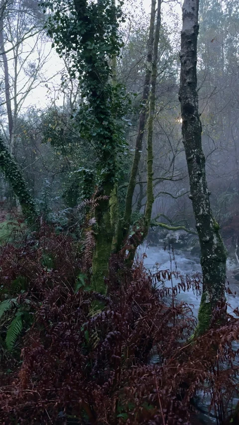 Whispers of Dawn: A Tranquil Forest Stream at Sunrise Stock Footage 269037994