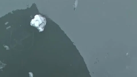 Whispers of the Deep a Whale Surfaces in Arctic Ice Stock Footage 344603821