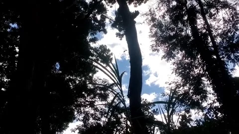 Whispers of the Forest Canopy Stock-Footage 338374400