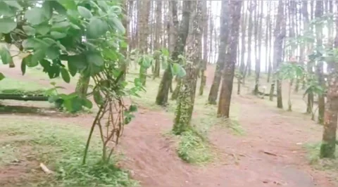 Whispers of the Forest Stock Footage 277077788