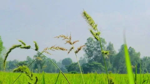 Whispers of Grass Beneath the Open Sky Stock Footage 307951095