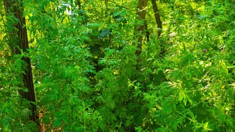 Whispers of Green 库存影片 292705694