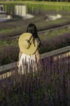 Whispers of Lavender Foto stock