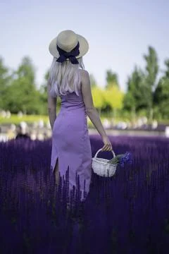 Whispers of Lavender Stock Photos